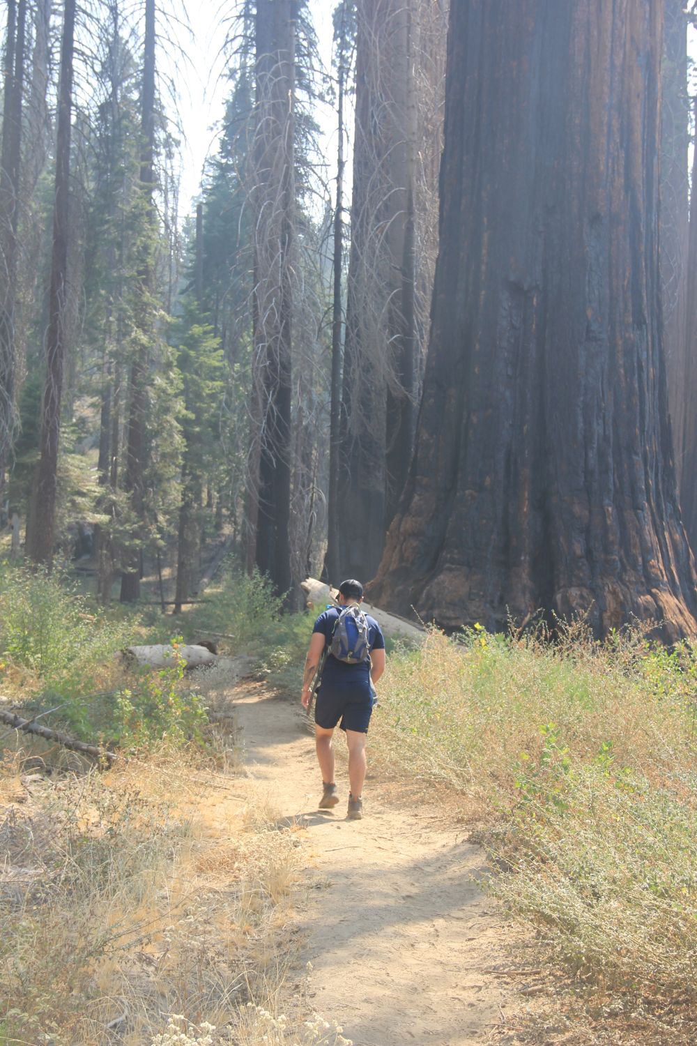 Grant Tree Trail, Boundary Trail and North Grove Trail 